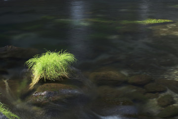 Mountain stream in summer