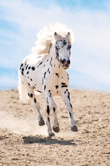 Appaloosa pony runs gallop in dust