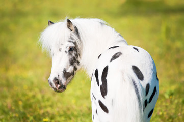 Appaloosa pony portrait - 33700876