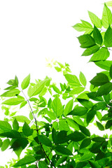 Obraz premium Green leaves on white background