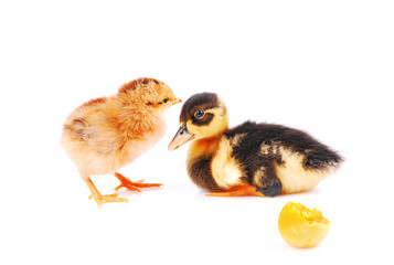 chicken and the duck, isolated white background