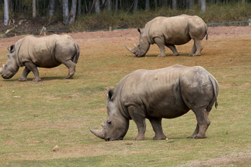 Obraz premium Rinocerontes