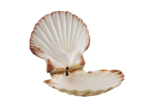 Scallop Shell Open Images – Browse 3,786 Stock Photos, Vectors