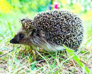 Hedgehog in nature