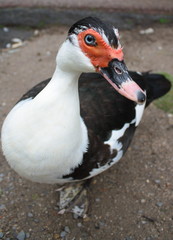 Ente