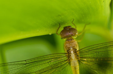 fresh dragon fly in green nature