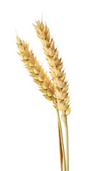 wheat isolated on white