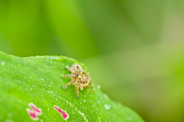 fresh spider on green leaf