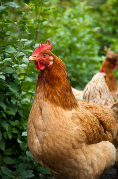 Poultry in the poultry yard