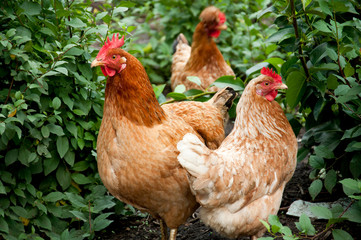 Poultry in the poultry yard