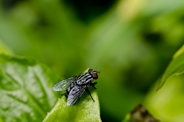 fly on green leaf safe the world protect nature