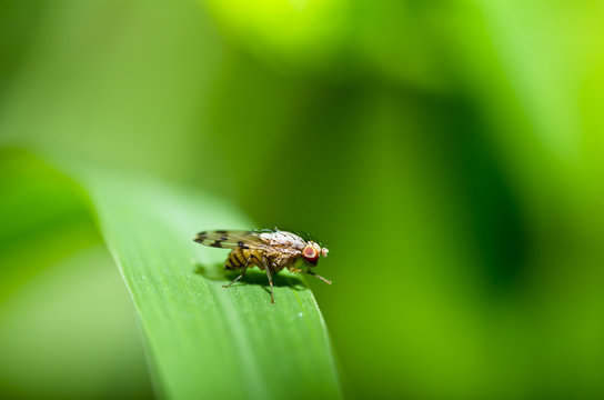 fly on green leaf safe the world protect nature