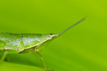 grasshopper in green leaf