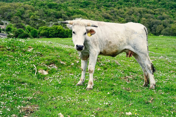 Naklejka na ściany i meble Cow on pasture