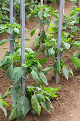 pepper plants in the garden