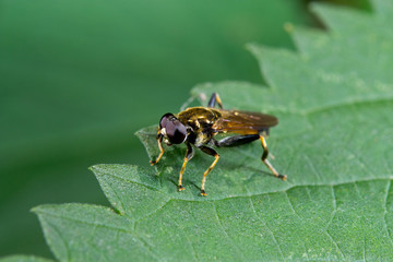 schillernde Fliege auf Blatt