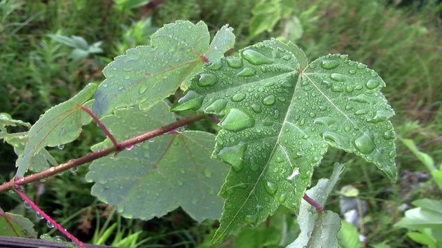 Wet leaves macro
