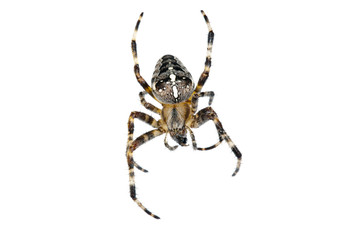 Cross spider