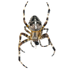 Cross spider