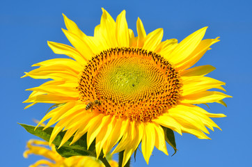Sonnenblume mit blauem Himmel
