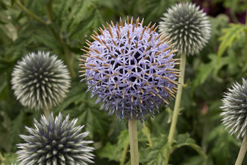 Purple echinops globe thistle flower