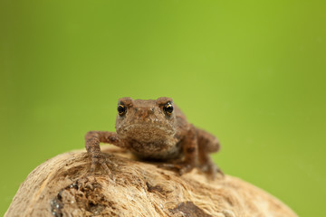 Frosch