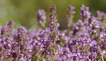 Sand Thymian medical plant Gewürzpflanze