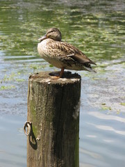 Ente auf Duckdalben