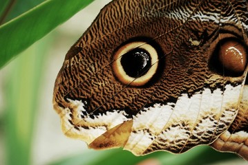 Ala de Caligo memnon