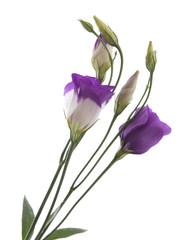 Eustoma