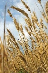 Golden Wheat Ears Before The Harvest