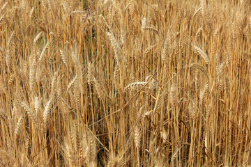 Golden Wheat Ears Before The Harvest