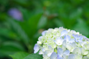 アジサイ