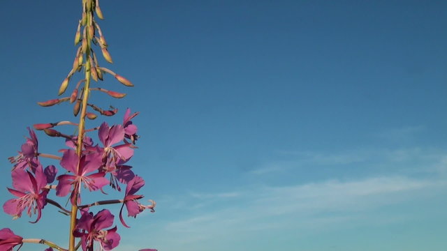 Purple flower in the sky