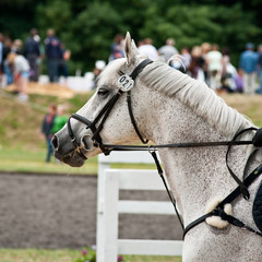 Dapple gray horse during show jumping