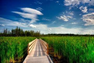 Wooden Boardwalk Cuts Through Marsh