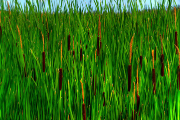 Close-Up of Tall Cat-tails ( Typha latifolia )