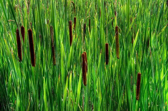 Close-Up of Tall Cat-tails ( Typha latifolia )