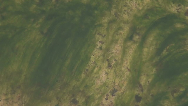 Tina and algae on the rock