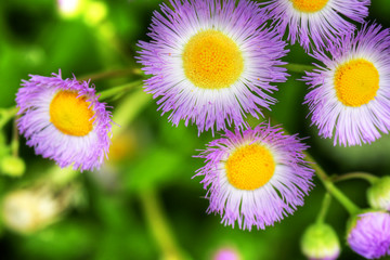 Common fleabane hdr
