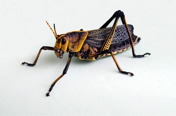 Stand alone yellow grasshopper close up