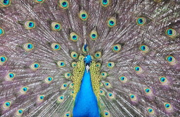 Obraz premium Peacock