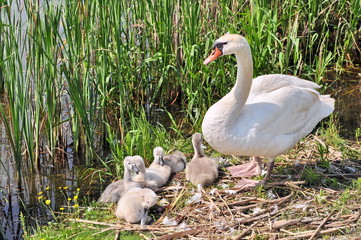 Swan family