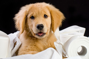 puppy with toilet paper