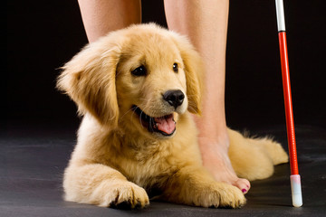 Seeing Eye Dog for the Blind in Training