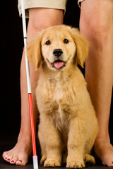 puppy learning to help blind people