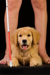 happy puppy training to be a seeing eye dog