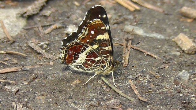 Kleine Eisvogel - Limenitis camilla