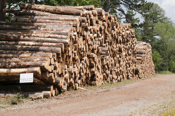 Découpe de bois