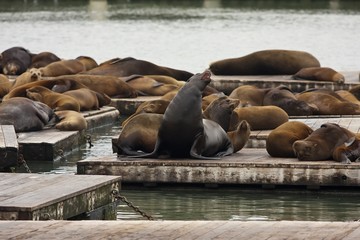 Sea Lion